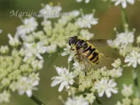 Doodskopzweefvlieg [Myathropa florea]
